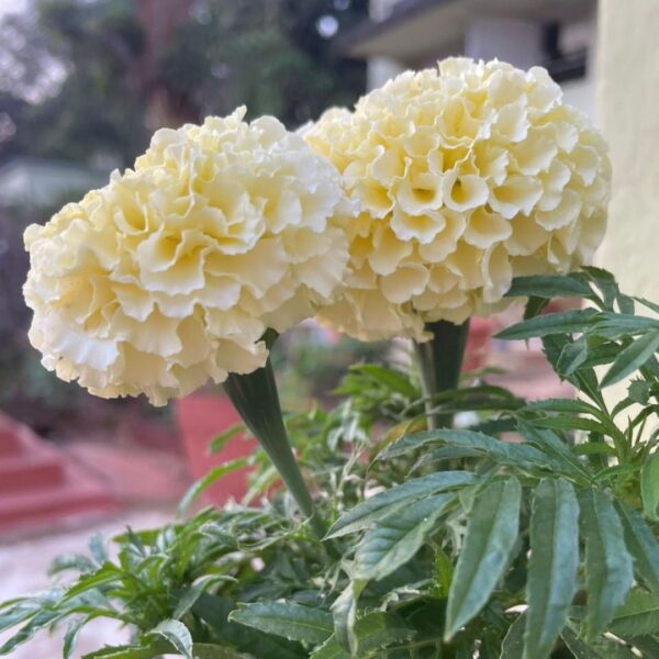 white marigold