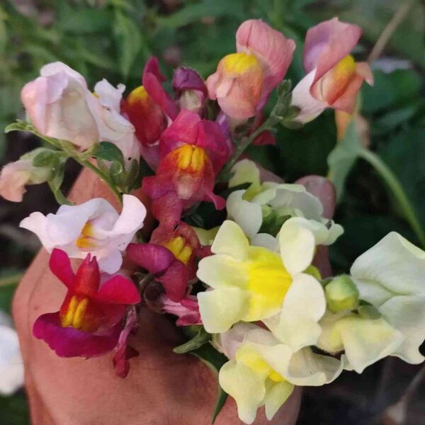 snapdragon also known as antirrhinum flower mix