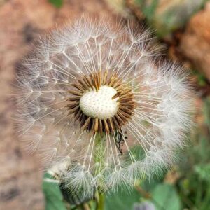 dandelion flower ready to spread its seeds