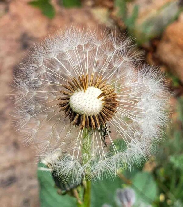 dandelion flower ready to spread its seeds