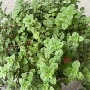 Oregano herb