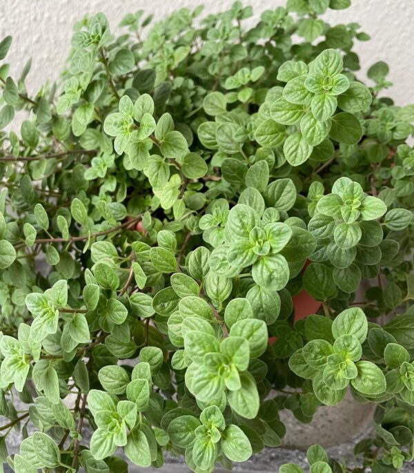 Oregano herb