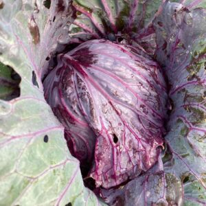 red cabbage organically grown from seeds at chilli blossom farm