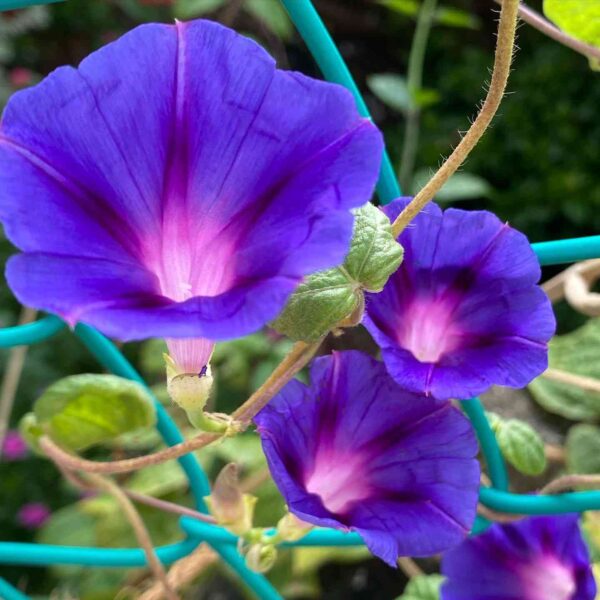 blue morning glory