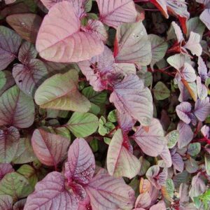 Red Amaranthus grown from seeds