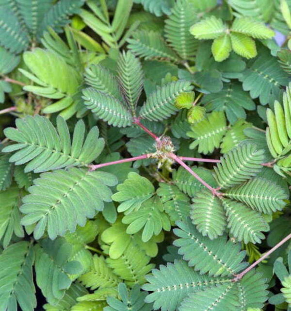 lush green touch me not plant with open leaves