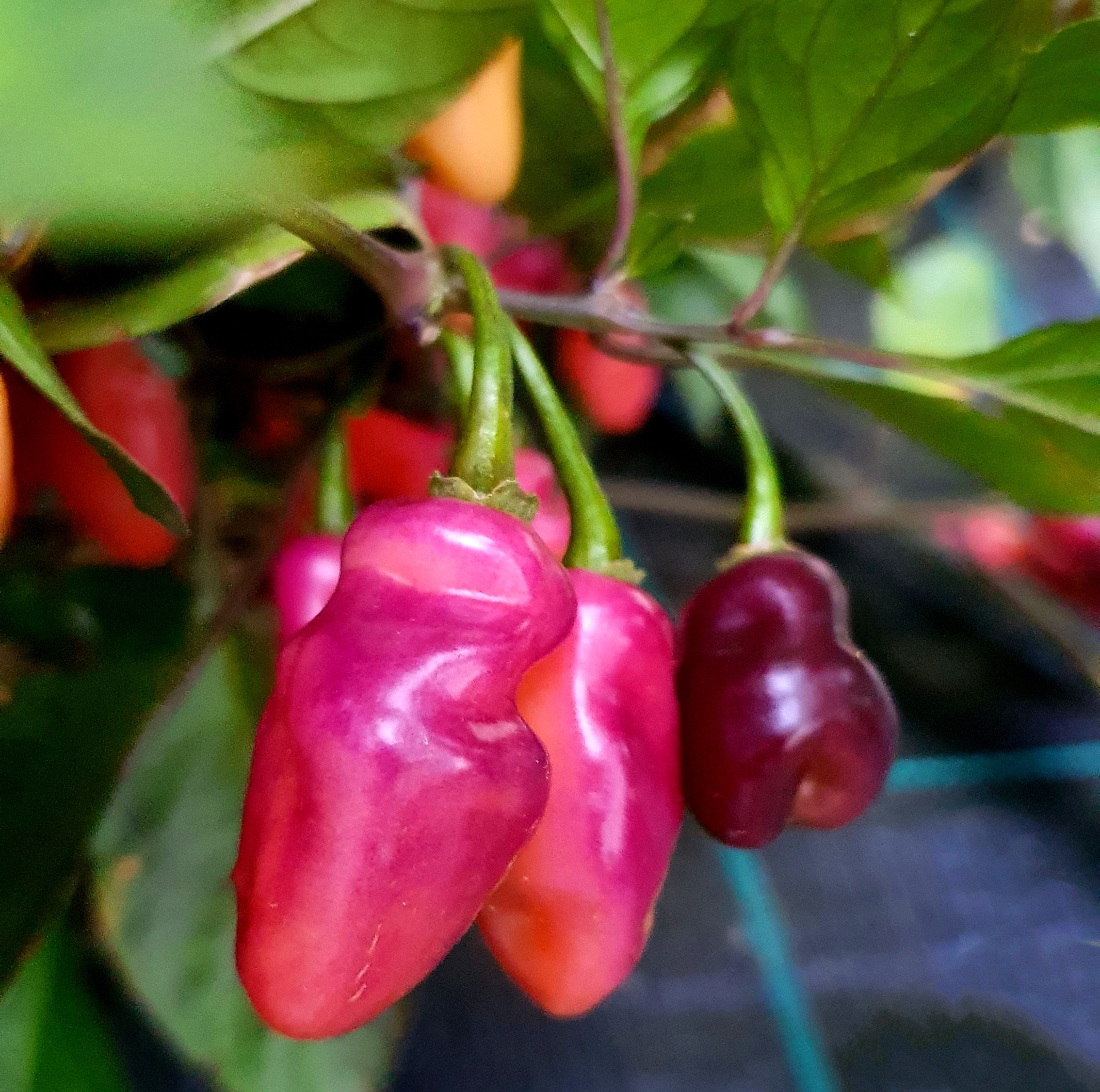 Fidalgo Roxa Chilli Pepper Seeds – Chilli Blossom Farm