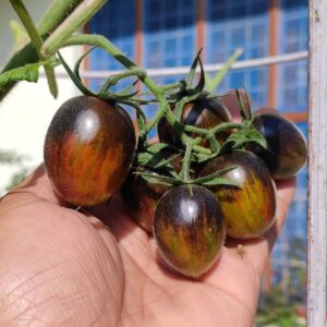 plum tomato