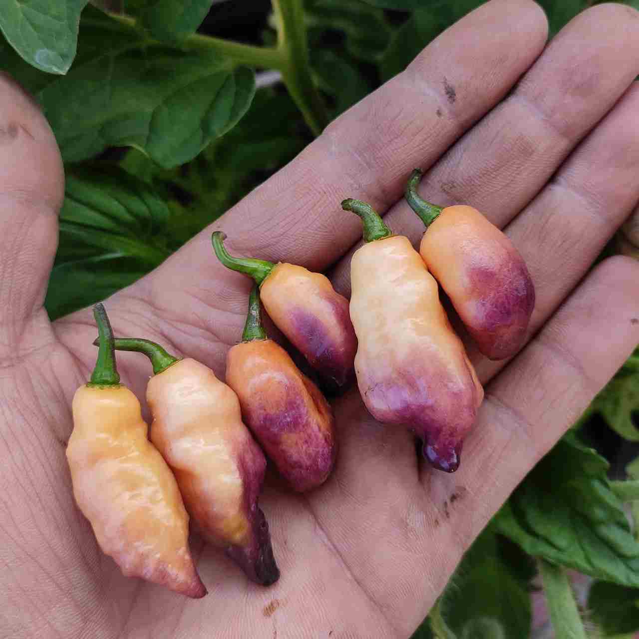 Masquerade Spicy Pepper Seeds – Organic Heirloom Vegetable, Indoor Decorative
