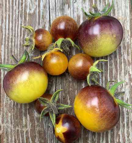 blue gold berry tomatoes