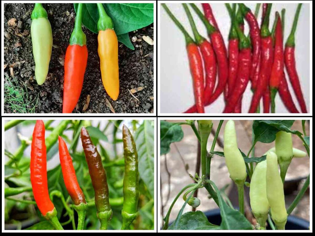 An Overview of Different Chilli Pepper Cultivars – Chilli Blossom Farm