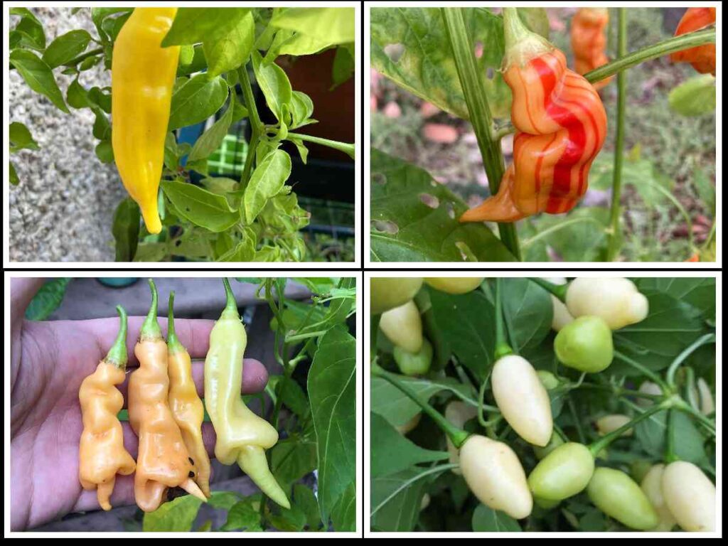 image collage showing popular capsicum baccatum family chillies
