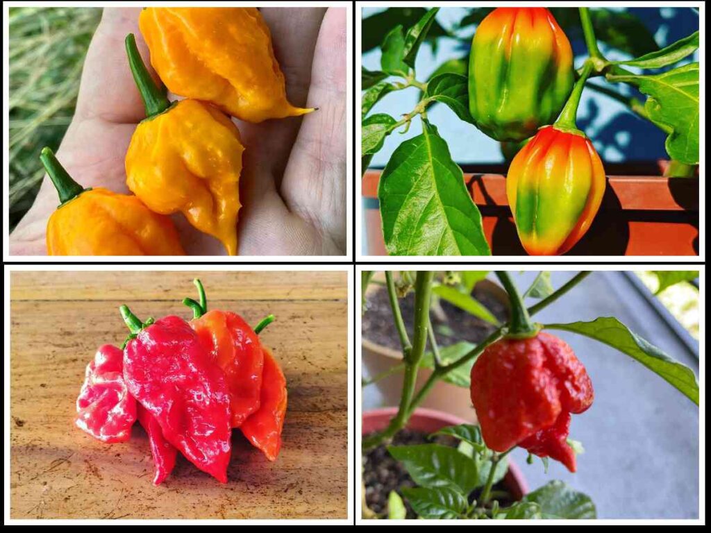 image collage showing popular capsicum chinense family chillies