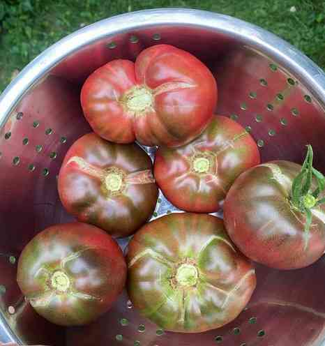 cherokee purple harvested