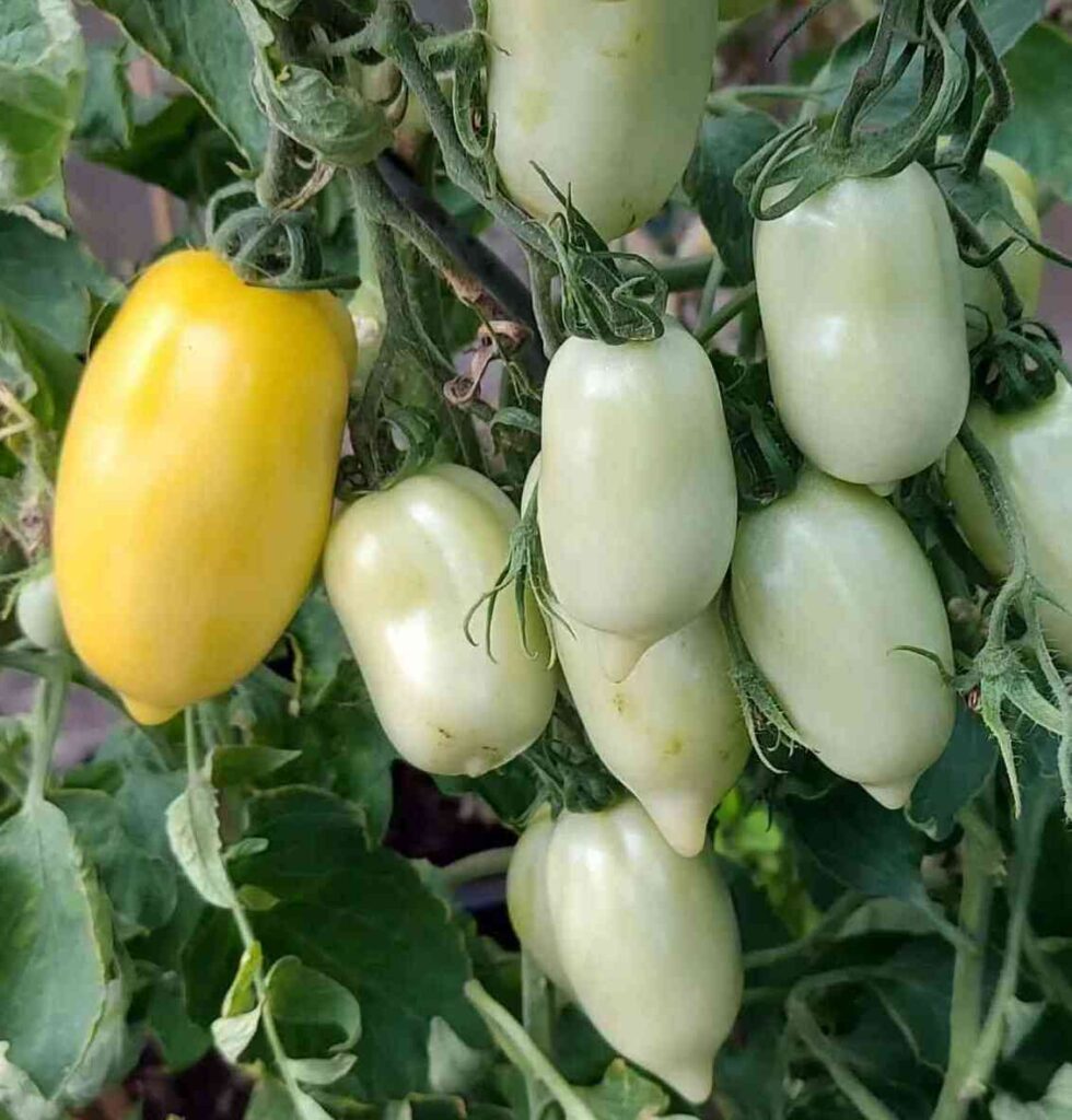 cream sausage ripening on vines