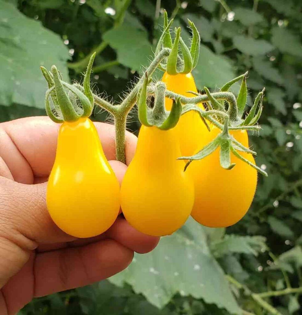 striking yellow pear tomato