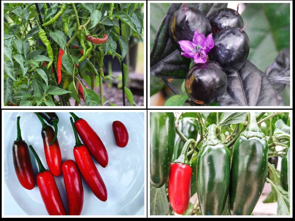 image collage showing popular capsicum annumm chillies