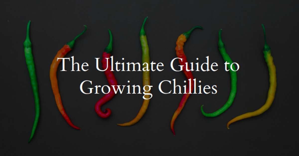 The Ultimate Guide to Growing Chillies from Start to Finish