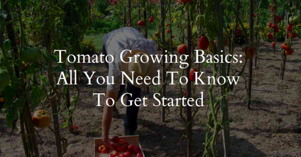 Tomato Growing Basics: All You Need to Know to Get Started