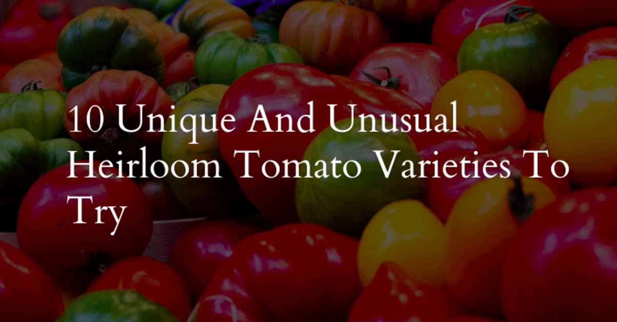 10 Unique And Unusual Heirloom Tomato Varieties To Try