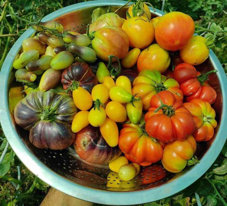 Tomatoes harvested