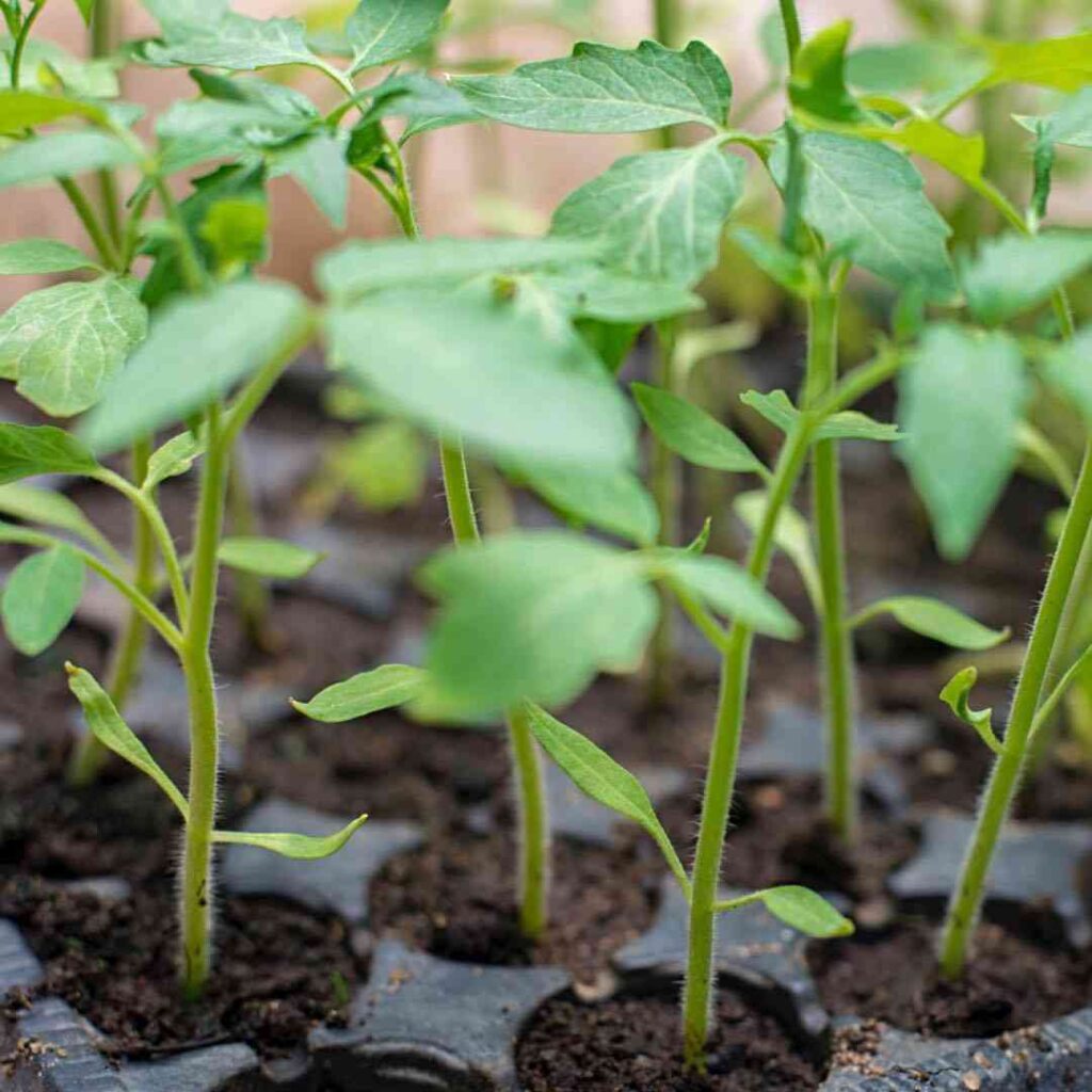 tomato seedlings in a tray