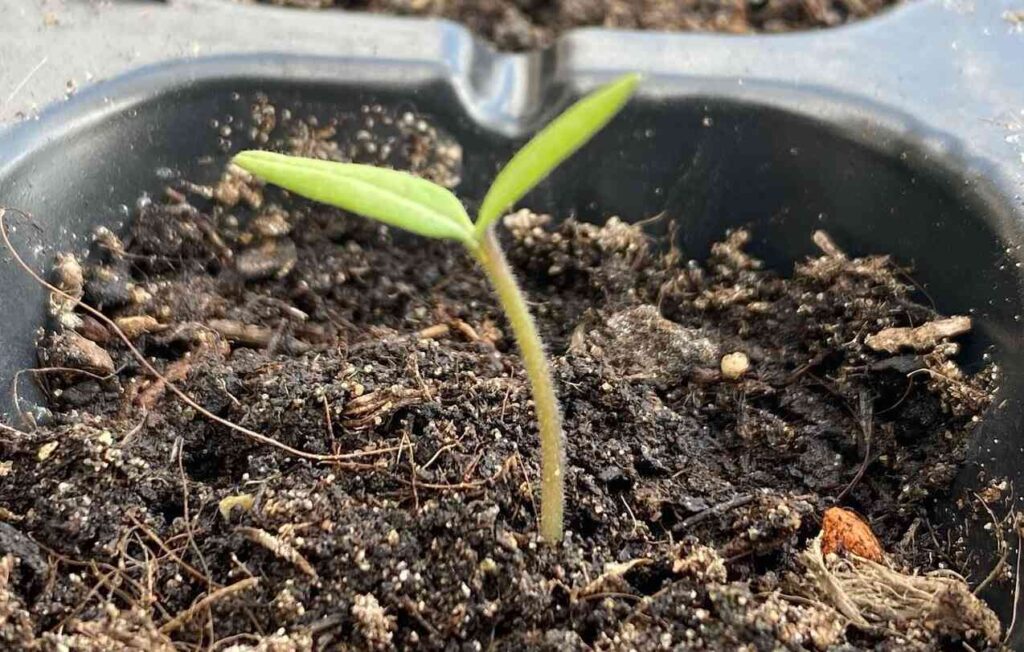 tomato seeds germinated in tray