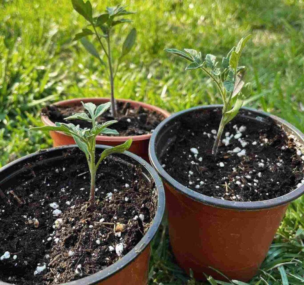 tomato seedlngs transfered to a deeper pot