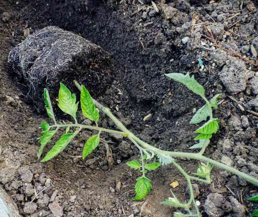 tomato plant transplanted outdoors in gardern