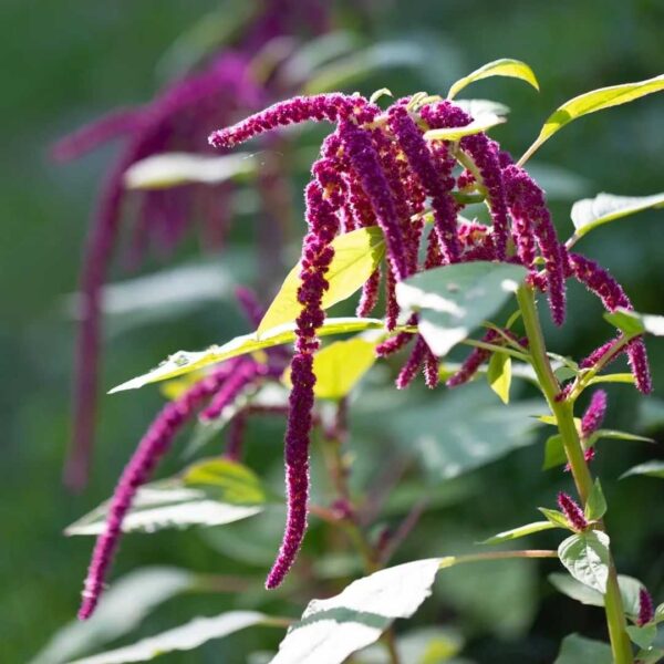 amaranthus caudatus red growing in our farm