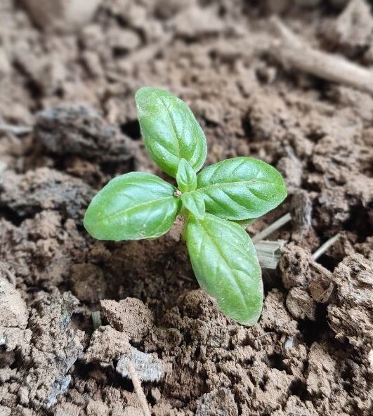 Emily Basil Chilli Blossom Farm