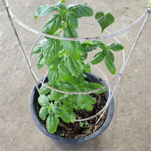 emily basil plant growing in a container