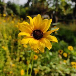 miniature sunflower blooming in our farm