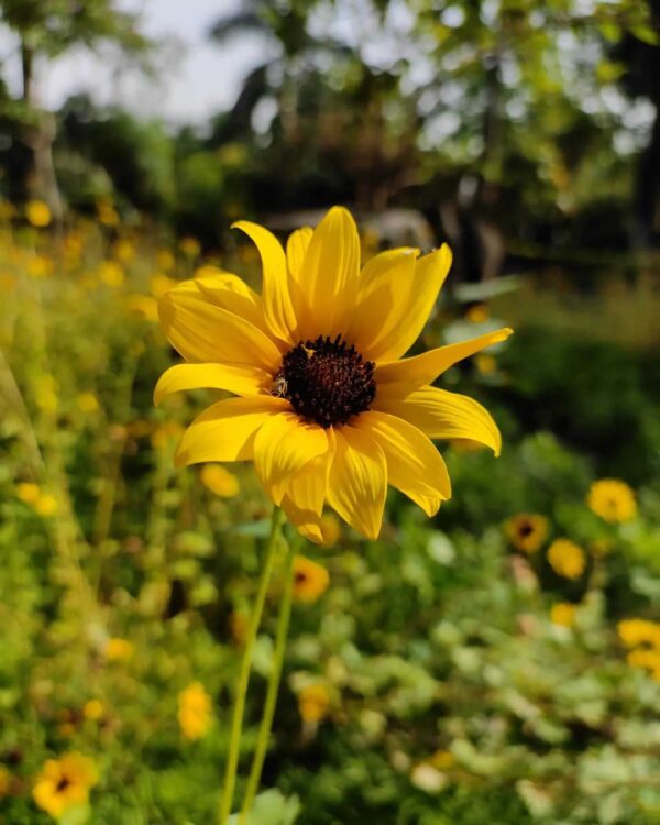 miniature sunflower blooming in our farm