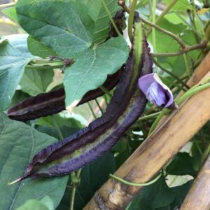 purple winged beans doing great in our farm