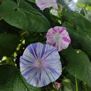 Colourful Morning glory