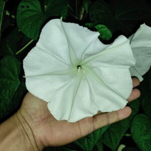 Morning Glory Giant Moonflower