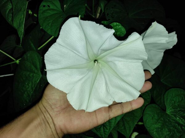 Morning Glory Giant Moonflower