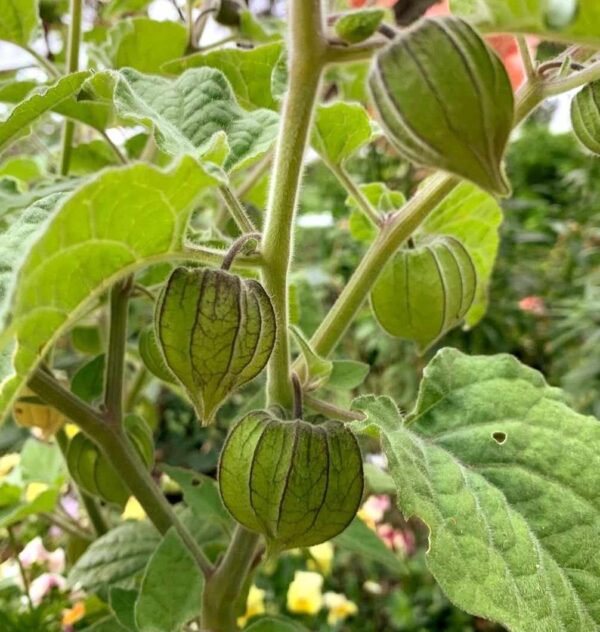 Cape Gooseberry Seeds - Image 2